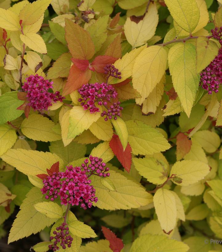 3G Spiraea jap. 'Double Play Candy Corn' ('NCSX1') Double Play® Candy Corn® Spirea: Patent PP28313 1008273