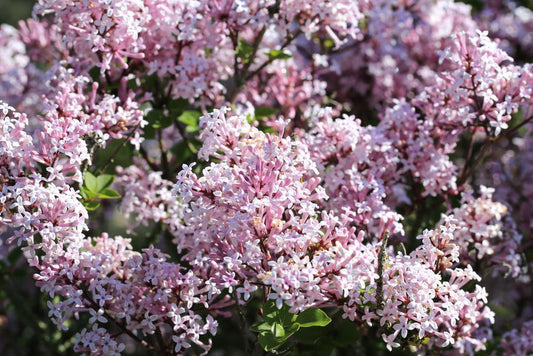 10G SYRINGA PATULA 'MISS KIM' Miss Kim Lilac 1005126