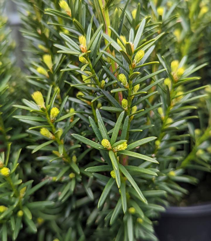 3G TAXUS X MEDIA 'Hicksii' Hicks Yew 1000566