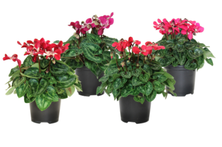 4.5" Cyclamen DJIX Series Asst F3248