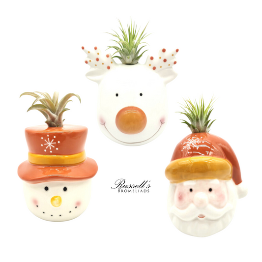 Winter Trio with Air Plants (one item) FP0154
