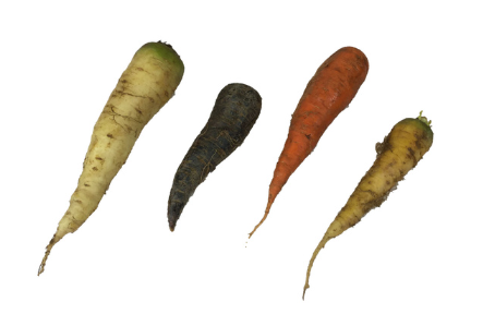 Carrots - Jumbo Tri Color -  By the Pound