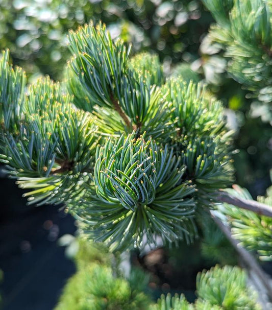 10G PINUS PARVIFLORA GLAUCA Blue Japanese White Pine 1002854