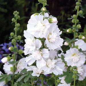 1G Alcea rosea annua Spring Celebrities White White Hollyhock 1005946