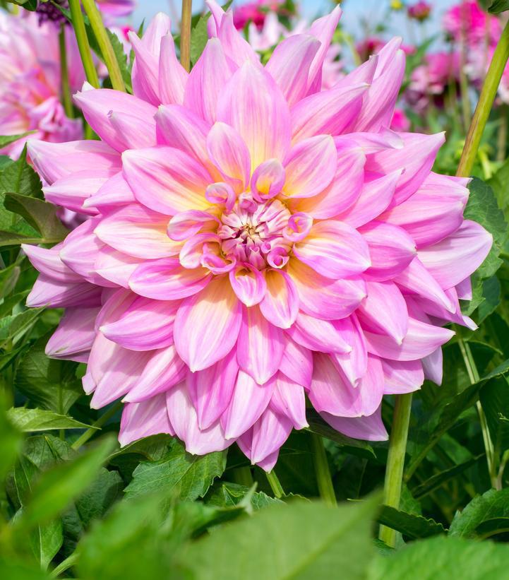 12" DAHLIA `STRAWBERRY ICE` (PINK/YELLOW) 'Strawberry Ice' Dahlia: Patent Annual 1014612