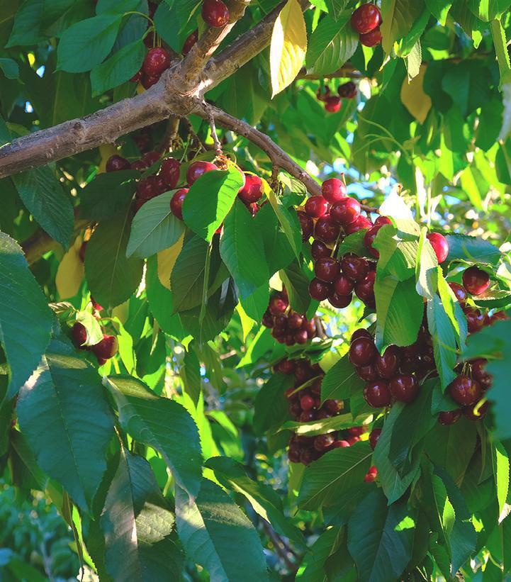 7G Prunus X 'Bing' Bing Sweet Cherry 1001631