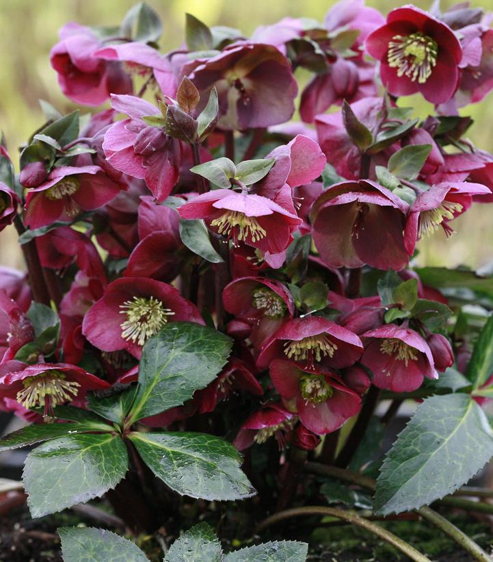 8" Helleborus Frostkiss® 'Anna's Red' Anna's Red Lenten Rose: Patent PPAF