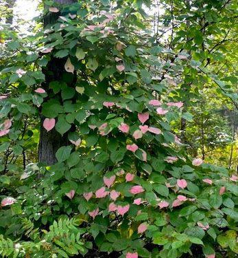 2G ACTINIDIA KOL. `SEPTEMBER SUN` (FEMALE) 1013000