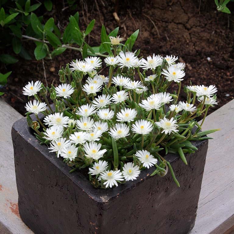 8" Delosperma cooperi Jewel of the Desert 'Moonstone' Jewel of the Desert Moonstone Ice Plant: Patent PP23,491 1009772