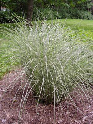 3G Miscanthus Sinensis Morning Light - Japanese Silver Grass - 1001562