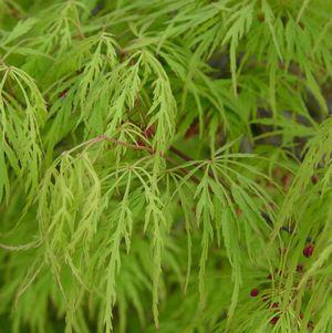 3G Acer Palmatum DIS. Viridis Laceleaf Green Threadleaf Weeping Japanese Maple 1001549