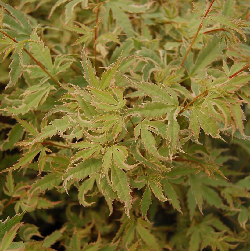 5G Acer palmatum 'Butterfly' Butterfly Japanese Maple 1003579