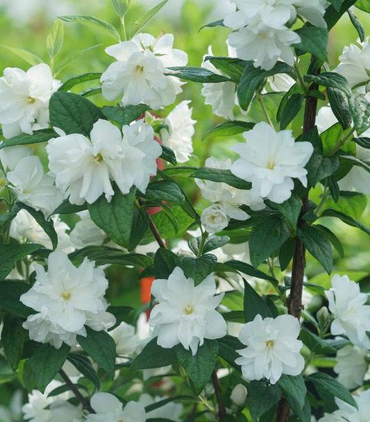 3G Philadelphus coronarius Illuminati 'Arch' ('SMNPBD') Mockorange: Patent PP32,351 1012700