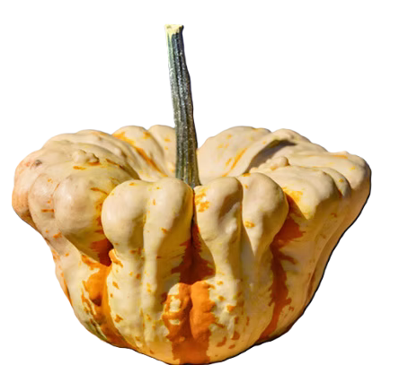 Mac N' Cheese - Pumpkin by the lb
