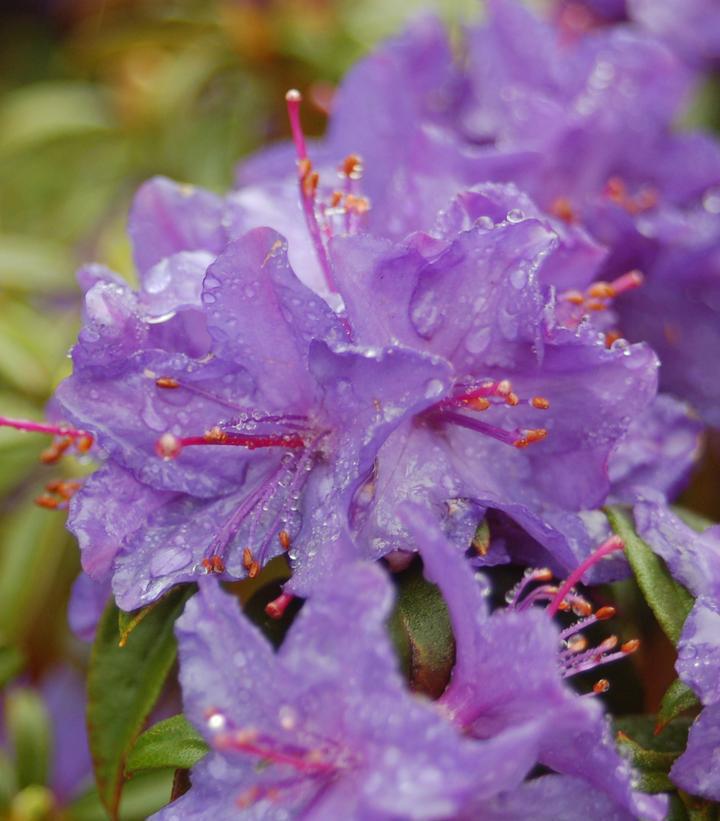 3G Rhododendron X 'Blue Baron' Blue Baron Rhododendron (Purple Flower) 1002296