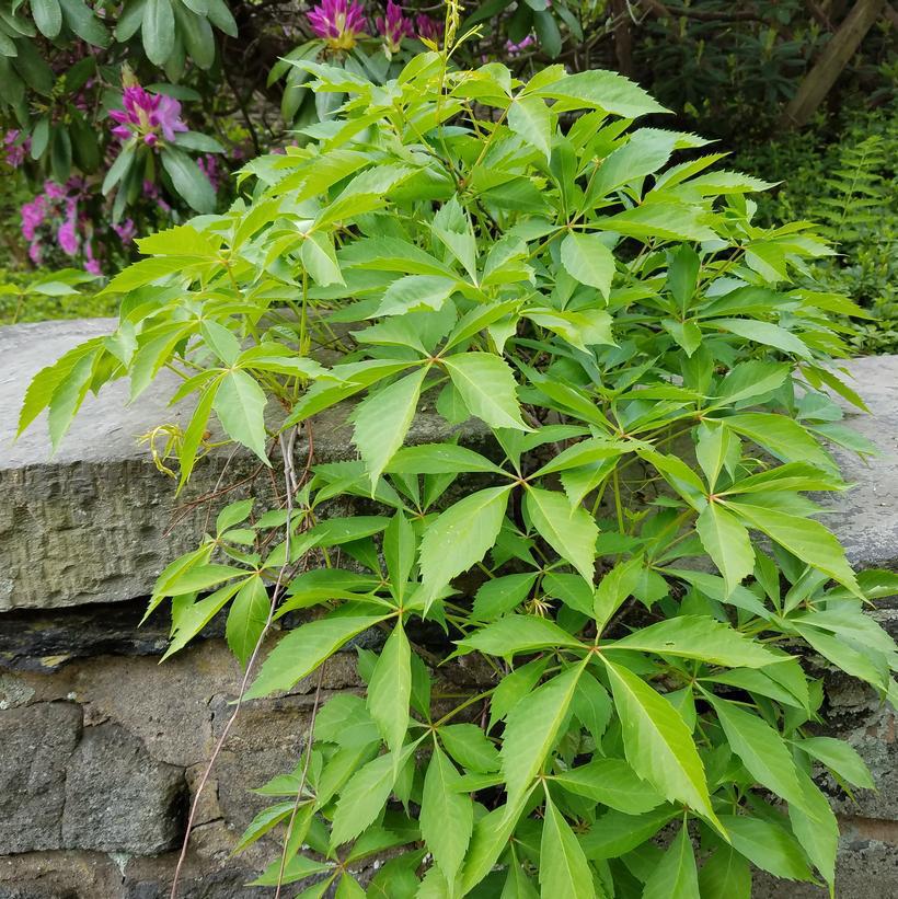 2G Parthenocissus quinquefolia Virginia Creeper