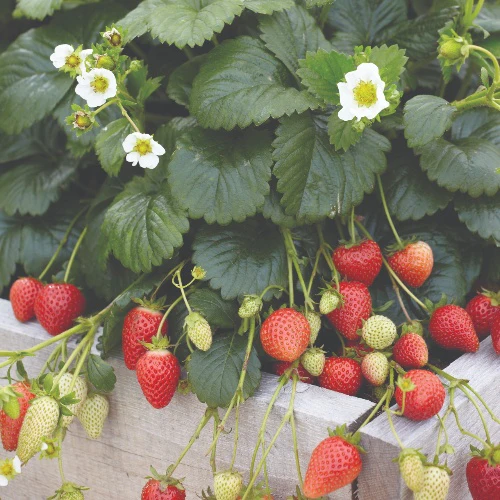 6" POT Fragaria ananassa 'Snowy Belle' Strawberry Snowy Belle 1013851