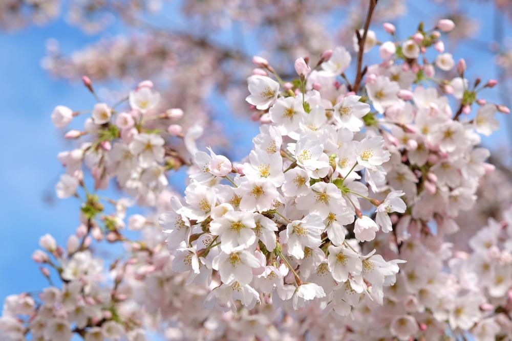 PRUNUS X 'YEDOENSIS' Yoshino Cherry (Japanese Flowering Cherry) 1014681