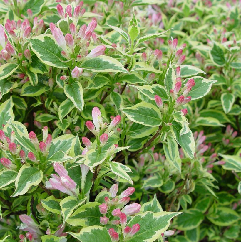 3G Weigela florida 'Variegata' Variegated Weigela 1000129