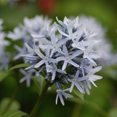 1G AMSONIA TABERNAEMONTANA Eastern 'Bluestar' 1012829