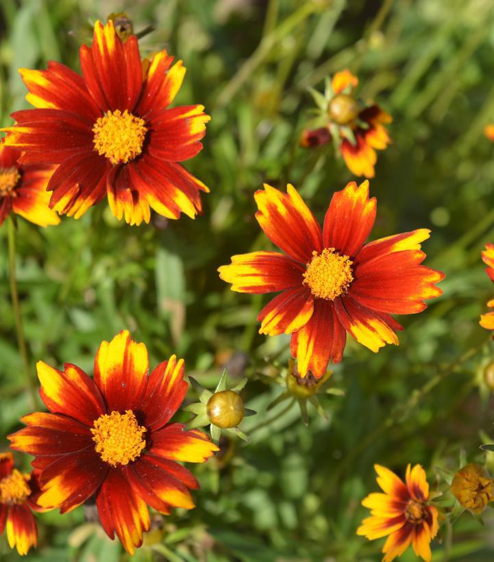 2G Coreopsis Lil' Bang™ 'Sun Splash' Sun Splash Tickseed: Patent PP27,637 1008702