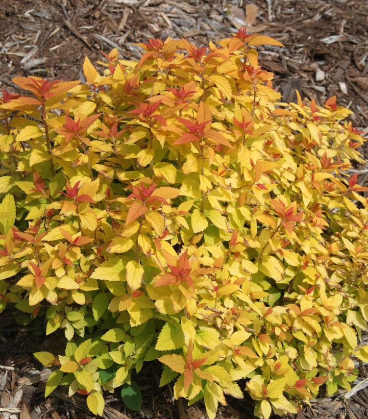 3G Spiraea jap. 'Double Play Candy Corn' ('NCSX1') Double Play® Candy Corn® Spirea: Patent PP28313 1008273