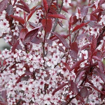 3G Prunus 'Cistena' Purple Leaf Sand Cherry 1000145