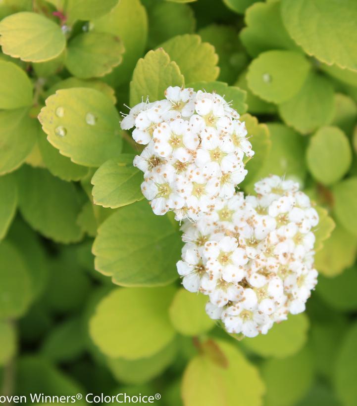 3G Spiraea betufolia 'Glow Girl' Glow Girl® Birchleaf Spirea: Patent PPAF (White Bloom) 1007359