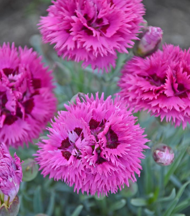 1G Dianthus hybrid Fruit Punch® 'Spiked Punch' Pinks: Patent PP28,635 1008840