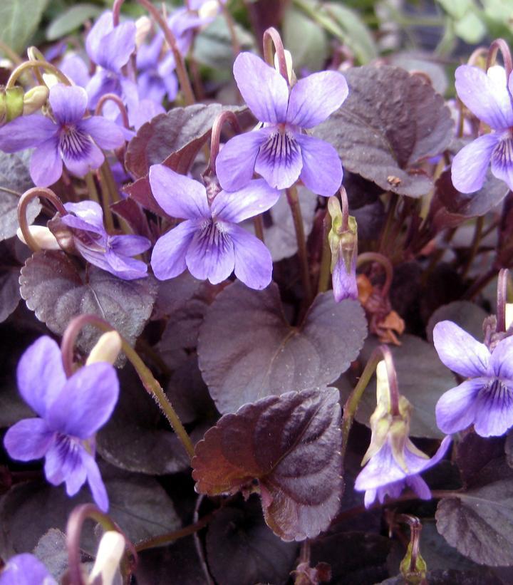 3" Viola labradorica 'Labrador Viola'  Purple 1002609