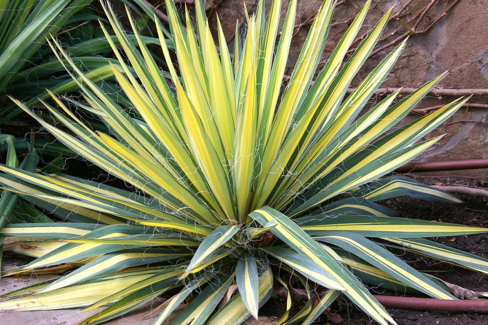 3G Yucca filamentosa 'Color Guard' Color Guard Yucca  (Adams Needle, spanish bayonet, needle palm)