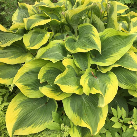 8" Hosta 'Atlantis' Funkia: Patent PP17,093  1013151 PC