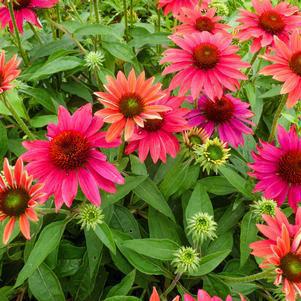 8" Echinacea x hybrid Sombrero® 'Tres Amigos' ('Balsomtresgo') Tres Amigos Coneflower: Patent PPAF 1010739