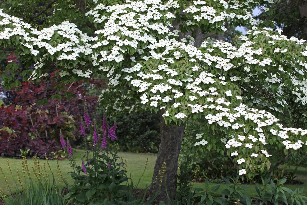 10G CORNUS KOUSA MILKY WAY Dogwood 1003679