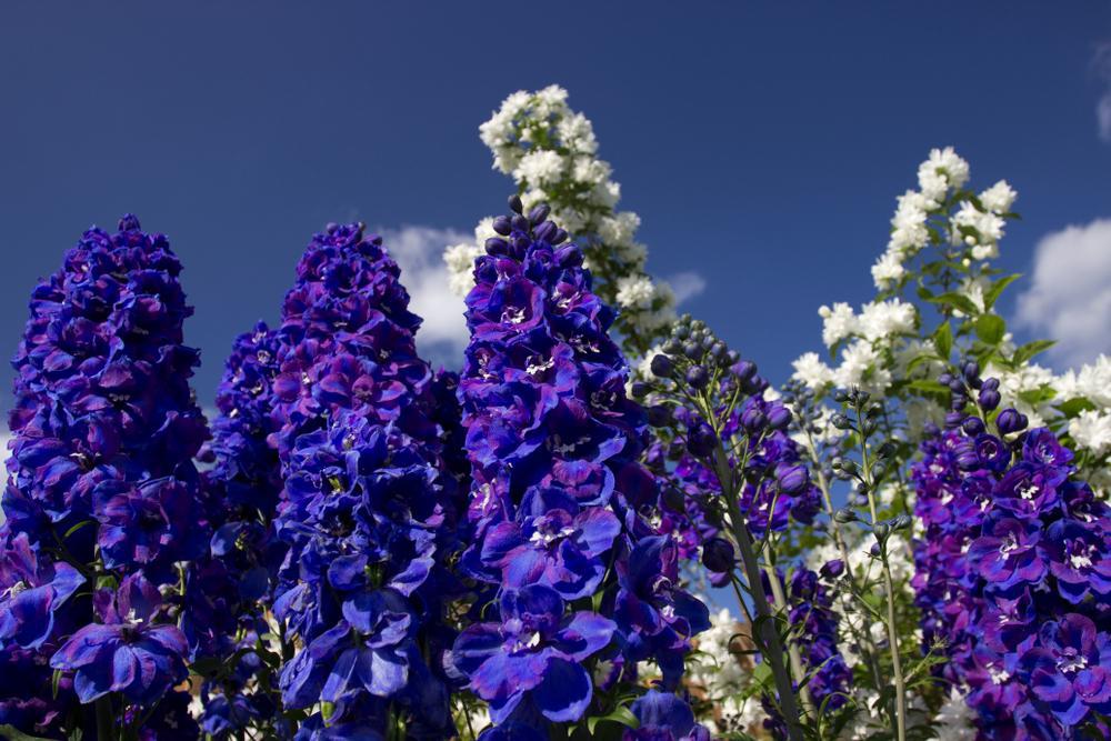 2G Delphinium 'Guardian Blue' Blue Guardian Larkspur 1003996