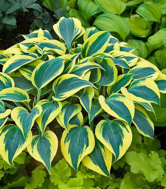 1G Hosta hybrid Shadowland® 'Autumn Frost' Shadowland® Autumn Frost Hosta 1006612