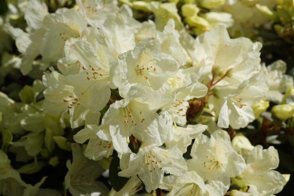 3G Rhododendron 'Towhead' Towhead Rhododendron