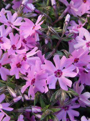 1G Phlox subulata 'Fort Hill' Fort Hill Moss Phlox 10021995