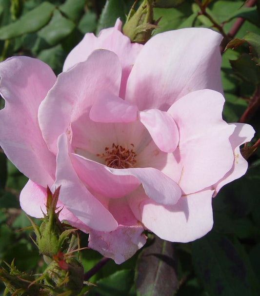 2G Rosa 'Blushing Knock Out' ('Radyod') Blushing Knock Out® Rose: Patent PP14700 107970