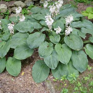 1G Hosta sieboldiana 'Elegans' Elegans Hosta 1000921