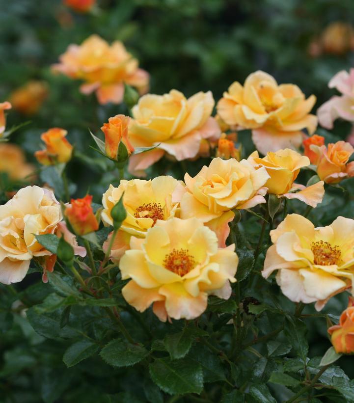 3G Rosa x 'Suñorita' Suñorita® Landscape Rose: Patent PP31,005