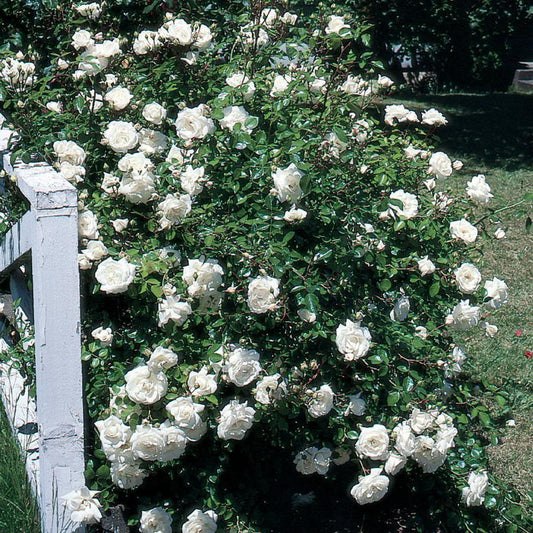 3G ROSA `WHITE DAWN` - White Dawn Climbing Rose 1002680