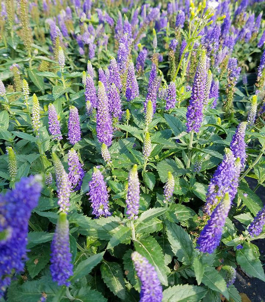 8`` Veronica longifolia 'First Glory' First Glory Speedwell: Patent PPAF 1010938