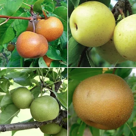 5G Asian Pear Tree - 4 in 1 - 5625