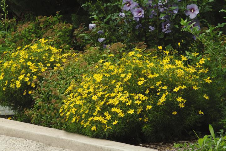 2G Coreopsis verticillata 'Zagreb' Zagreb Tickseed 1000842