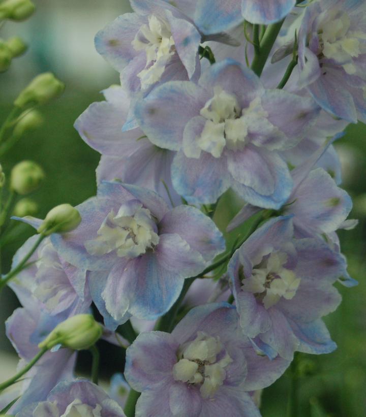 2G Delphinium Guardian 'Lavender' Lavender Guardian Larkspur 1003997