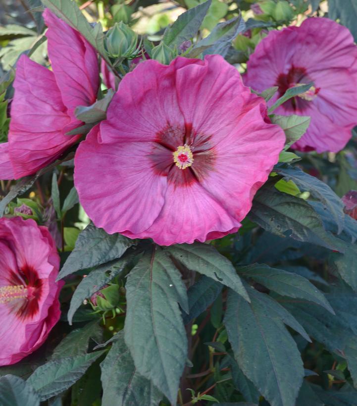 3G Hibiscus hybrid Summerific® 'Berry Awesome' Berry Awesome Rose Mallow: Patent PPAF 1008654