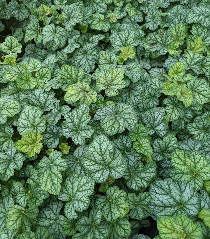 1G Heuchera americana 'Green Spice' Green Spice Coral Bells 1012088