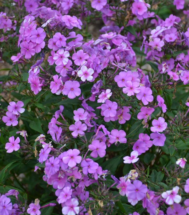 1G Phlox hybrid 'Cloudburst' Cloudburst Tall Cushion Phlox