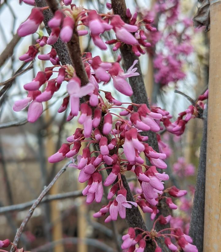 7G Cercis canadensis Red Bud  (Eastern Redbud) SINGLE STEM 1000575